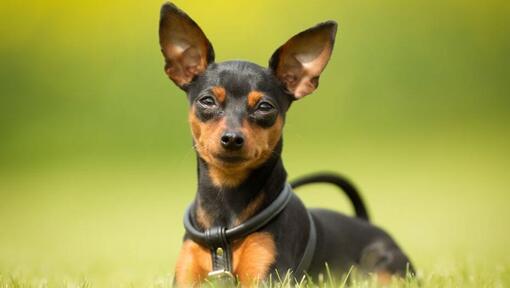 Pinscher terrier best sale